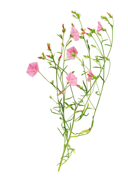 istock Stem and flowers of bindweed. White background. 1142468741