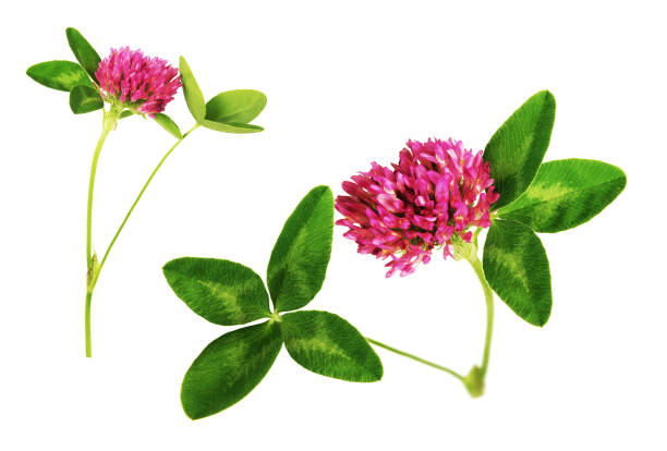 istock Famous clover with four leaves. White background. 1142468906