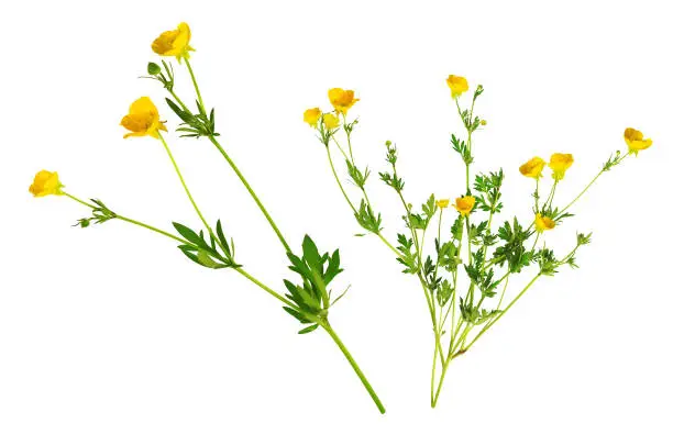 Buttercups are herbaceous plants, annual or perennial, of the family Renonculaceae.
The name "Golden Button" is often attributed to several species of buttercups with yellow flowers.