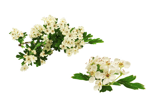 Crataegus is a genus of thorny trees or shrubs of the northern hemisphere, belonging to the family Rosaceae, commonly known as hawthorn.