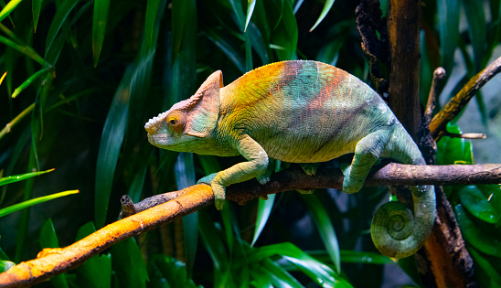 Close up of a colorful Chameleon in wilderness of Singapore.