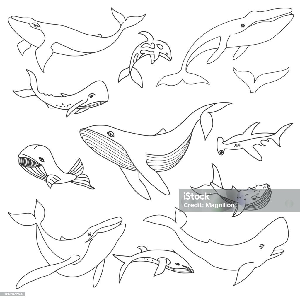 Whale Doodle Set Whales doodle set. All objects are grouped easy to edit. Whale stock vector