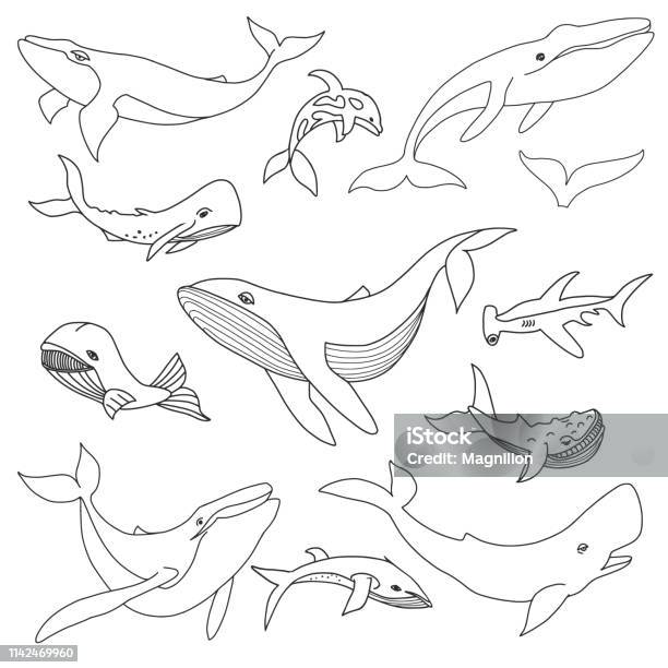 Whale Doodle Set Stock Illustration - Download Image Now - Whale, Illustration, Orca