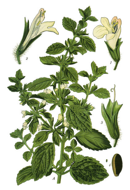 illustrazioni stock, clip art, cartoni animati e icone di tendenza di balsamo, balsamo comune, balsamo, menta - lemon balm