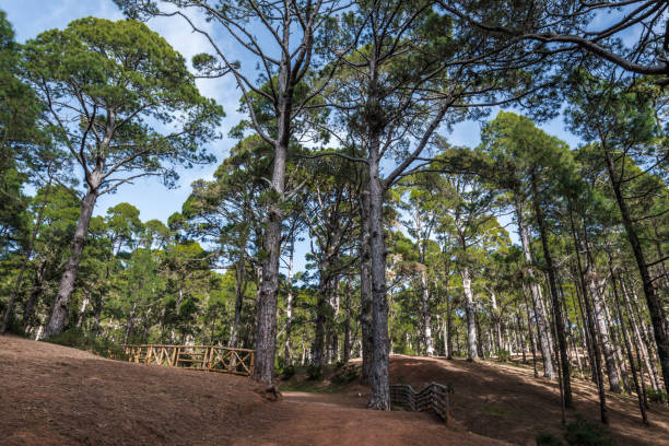 istock Canary pines on a forest slope 1142470500