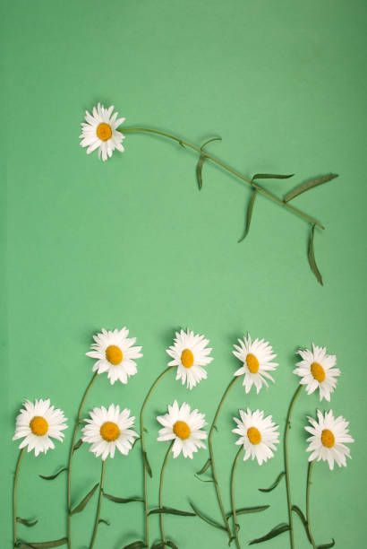 istock Composition chamomiles flowers on color paper background 1142470925