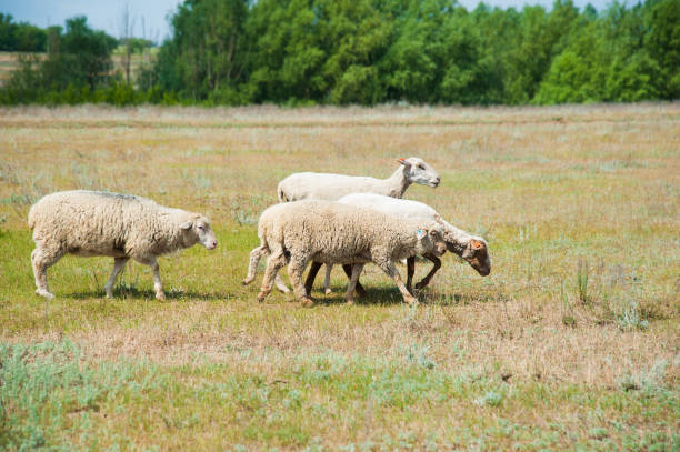 istock Flock of sheep on the meadow 1142471825