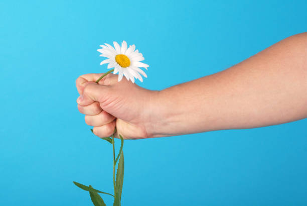 istock Male hand holding a chamomile 1142472476