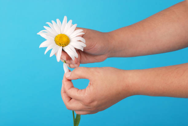 istock Male hand holding a chamomile 1142473063