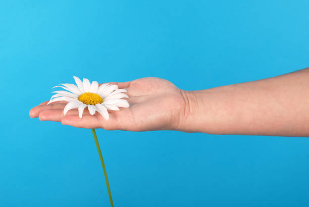 istock Male hand holding a chamomile 1142473088