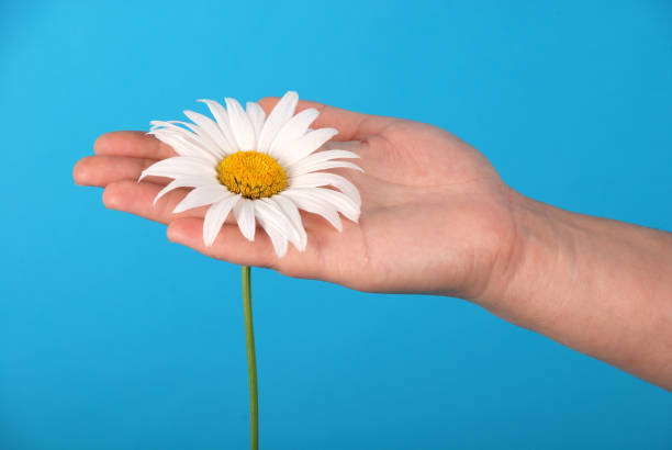 istock Male hand holding a chamomile 1142473102