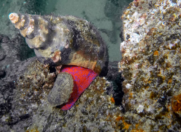 conque de cheval panamique (triplofusus princeps) - sea snail photos et images de collection