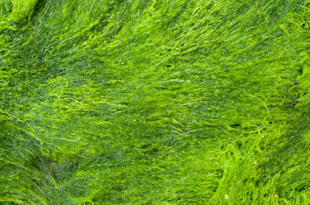 istock Wet green algae in Black Sea, Bulgaria, Europe 1142474302