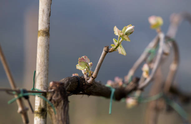 istock Green vine with small bunches of grapes. 1142476254