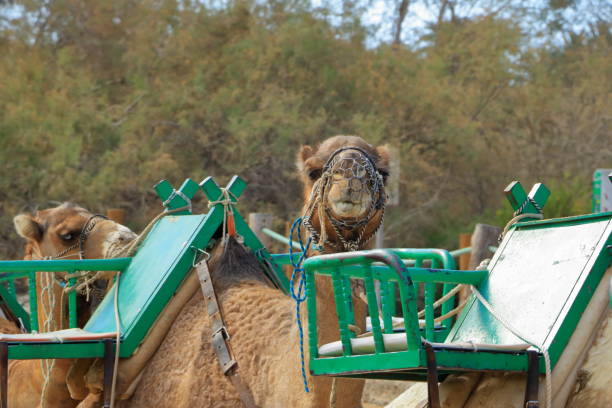 istock Camels in Maspalomas on Gran Canaria 1142476474