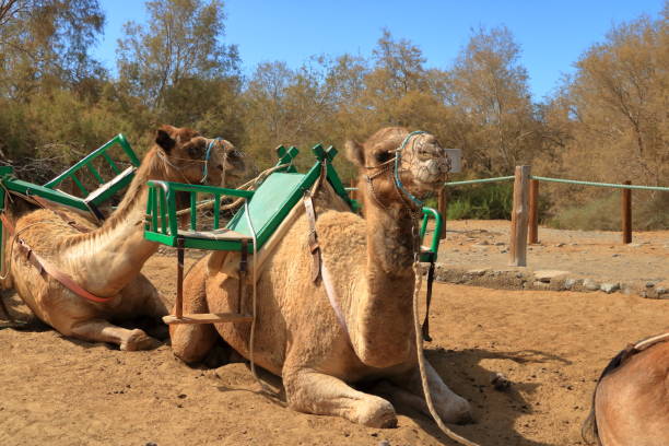 Camels in Maspalomas at Gran Canaria