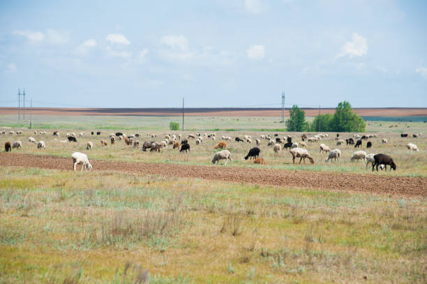 flock of sheep on the meadow - 7070 imagens e fotografias de stock