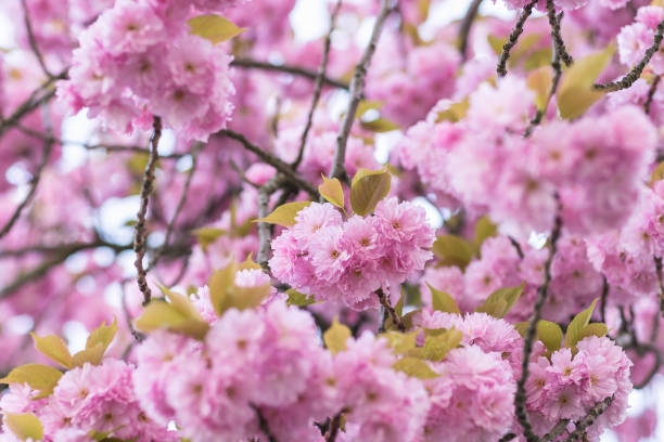 istock Blooming sakura tree branch. Blurred background. Close up, selective focus. 1142478575