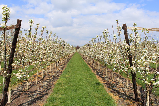 two rows of pear trees macro with white blossom flowers in an orchard in zeeland, holland in spring and a blue cloudy sky