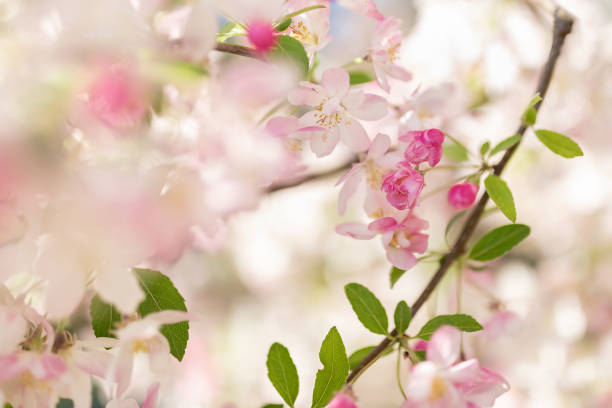 istock Pink blossom tree branch. Blurred background. Close up, selective focus. 1142478661