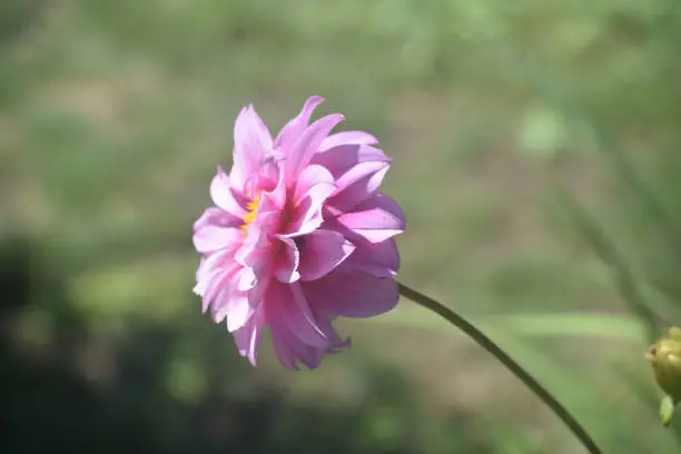 Lovely Pink Dahlia Flower Blooming in a Garden
