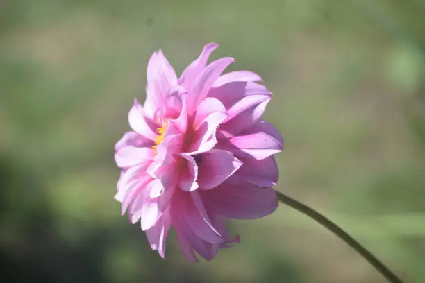 Stunning Pink Bloomed Dahlia Flower Up Close
