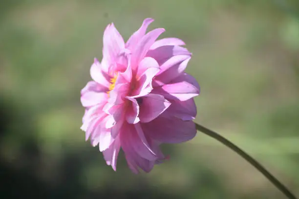 Beautiful Close Up Of a Pink Dahlia Flower