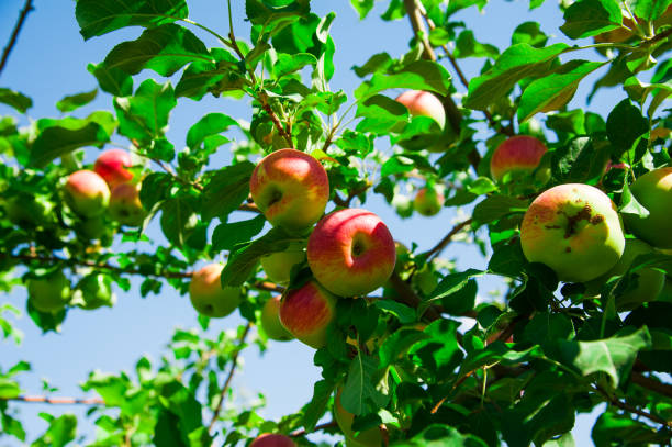 istock Apples grows on a branch among the green foliage 1142479171