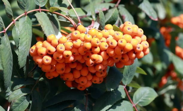 istock ashberry at dry sunny day 1142479327