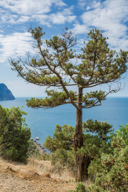 Juniper high (Juniperus excelsa) grows high in the mountains against the background of the sea, a natural landscape. Crimea, Black Sea Juniper high (Juniperus excelsa) grows high in the mountains against the background of the sea, a natural landscape. Crimea, Black Sea juniperus excelsa stock pictures, royalty-free photos & images