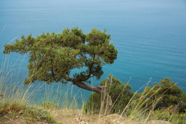 Juniper high (Juniperus excelsa) grows high in the mountains against the background of the sea, a natural landscape. Crimea, Black Sea Juniper high (Juniperus excelsa) grows high in the mountains against the background of the sea, a natural landscape. Crimea, Black Sea juniperus excelsa stock pictures, royalty-free photos & images