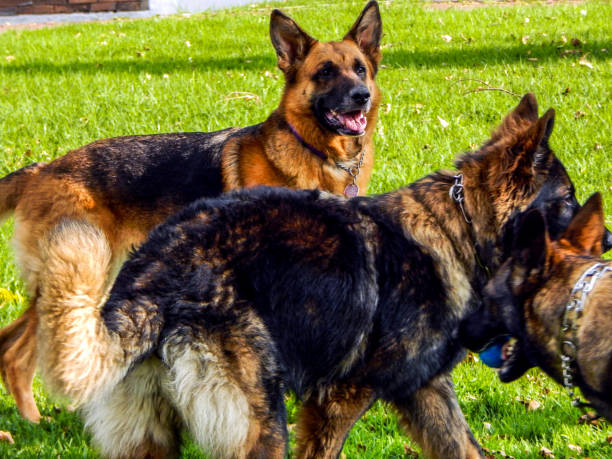 istock Several dogs playing in green grass 1142480067