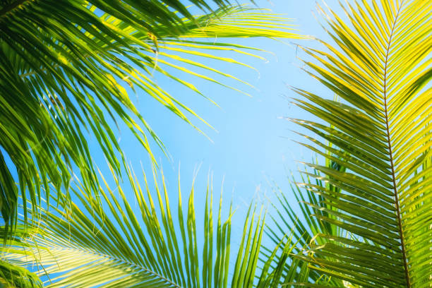 istock Palm tree as a background. Bali, Indonesia. Travel - image 1142480410