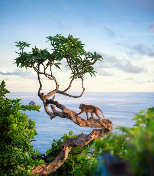 małpa na drzewie. zwierzęta na wolności. krajobraz podczas zachodu słońca. plaża kelingking, nusa penida, bali, indonezja. podróże - zdjęcie - cute animal asia brown zdjęcia i obrazy z banku zdjęć