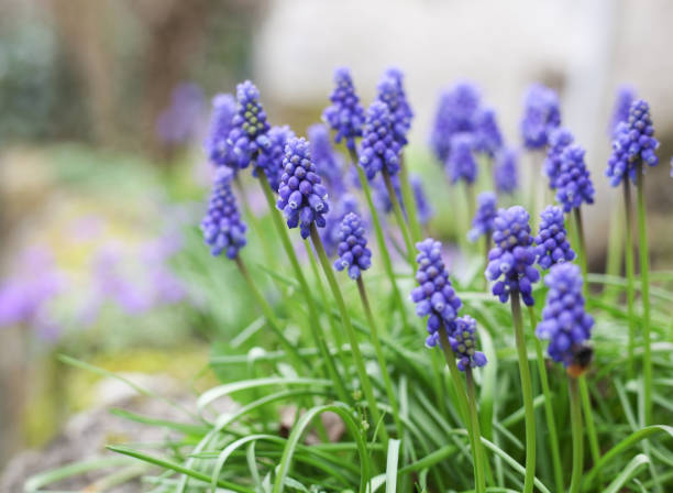 Beautiful flowers from the greenhouse of the Botanical Garden with flowers on the way Beautiful flowers from the greenhouse of the Botanical Garden with flowers on the way grape hyacinth photos stock pictures, royalty-free photos & images