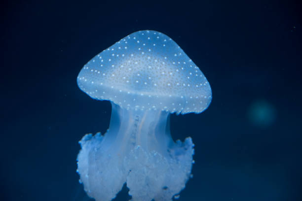 istock Glowing Jellyfish close-up 1142481647
