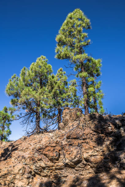 istock Two pines on top of a rock 1142481656