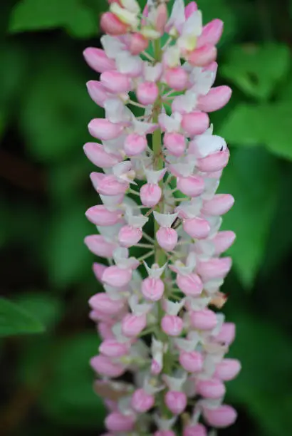 Blooming pink and white lupine flowers in a garden.