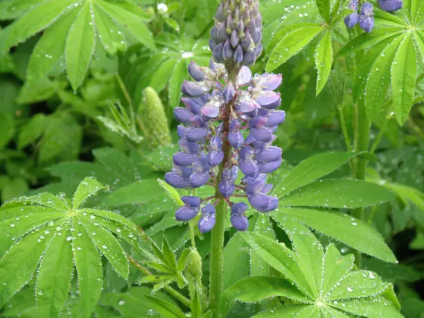 Dew drops on a flowering purple lupine plant.