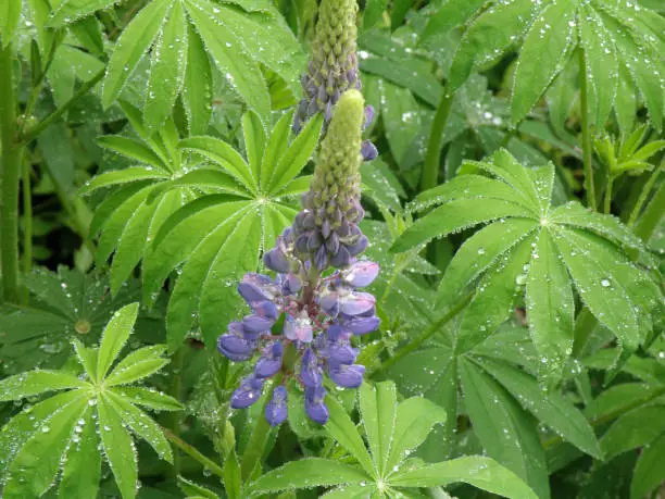 Flowering purple lupin stalk in a garden with dew on it's leaves.