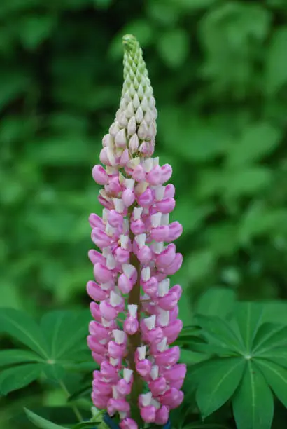 Garden with pretty pink lupine in bloom.