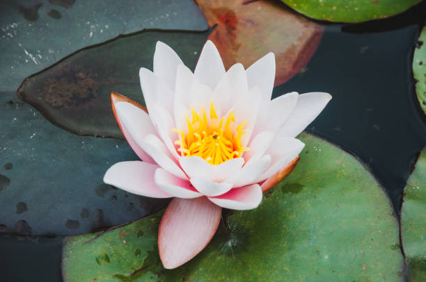 istock Beautiful lotus or water lily flower 1142483095