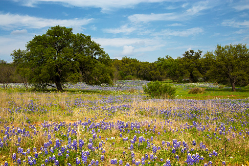 Field of Flowers in Front of Shapely Trees in the Hill Country of Texas