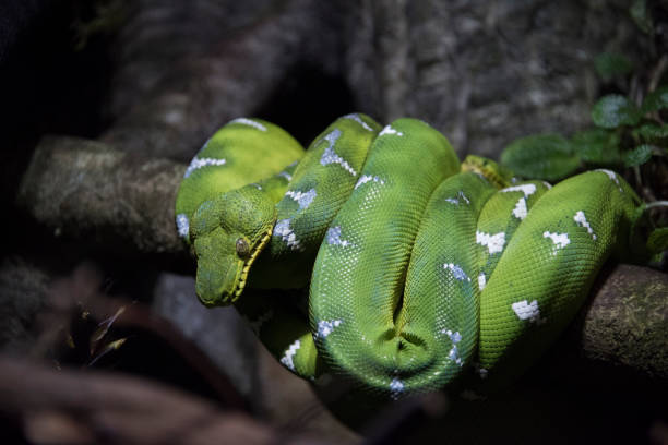Tree Python Inside Eye 630+ Green Tree Python Eye Stock Photos, Pictures & Royalty-Free Images ...
