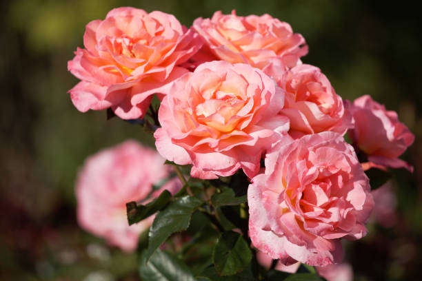 istock Pink roses in the garden 1142484495