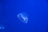 Crystal Jellyfish close-up