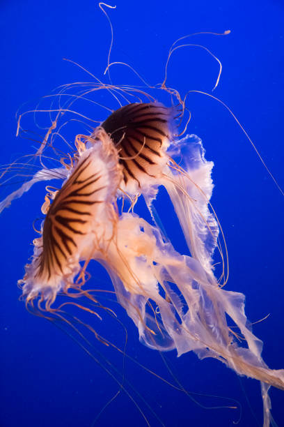 istock Japanese stinging sea nettle 1142485232