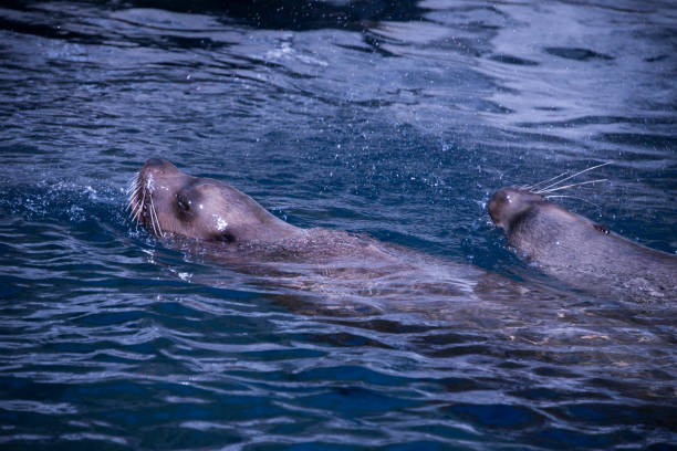 istock Californian Sea lions 1142485654