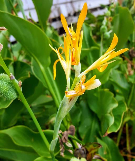 istock Indian Shot plant (Canna indica) 1142486980