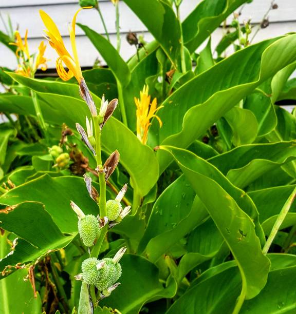 istock Indian Shot plant (Canna indica) 1142486981